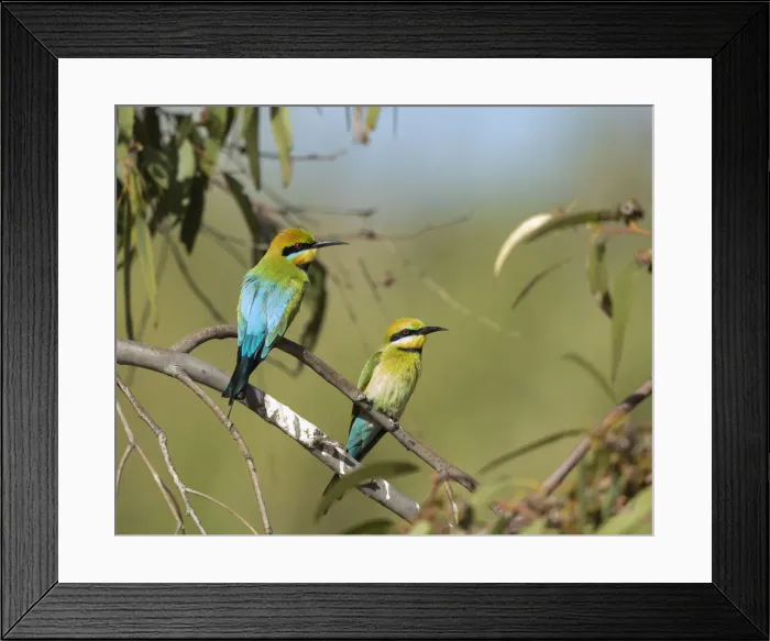Framed Print : Rainbow Bee-eaters Framed Print : Rainbow Bee-eaters