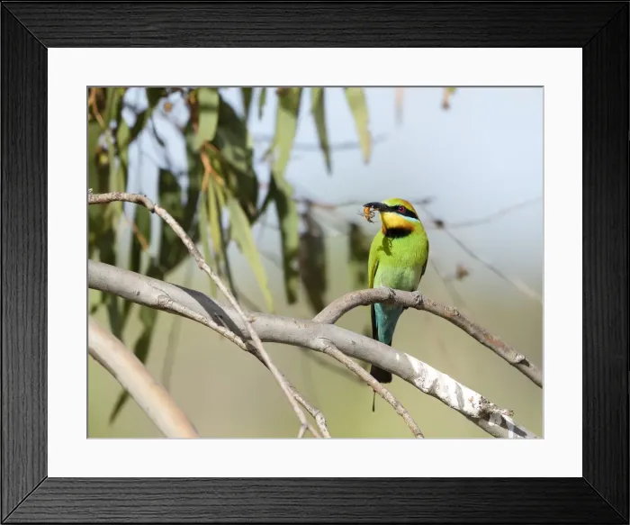 Framed Print : Rainbow Bee-eater Framed Print : Rainbow Bee-eater