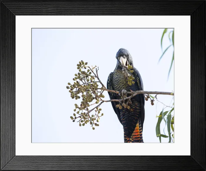 Framed Print : Red-tailed Black Cockatoo eating Framed Print : Red-tailed Black Cockatoo eating