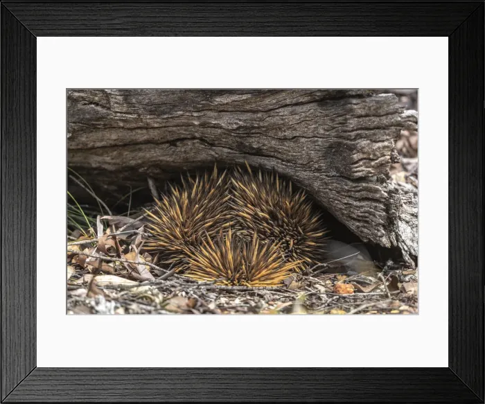 Framed Print : Echidna log Framed Print : Echidna log