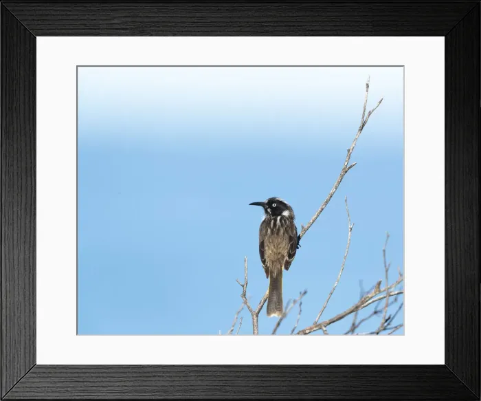 Framed Print : Honeyeater at the beach Framed Print : Honeyeater at the beach