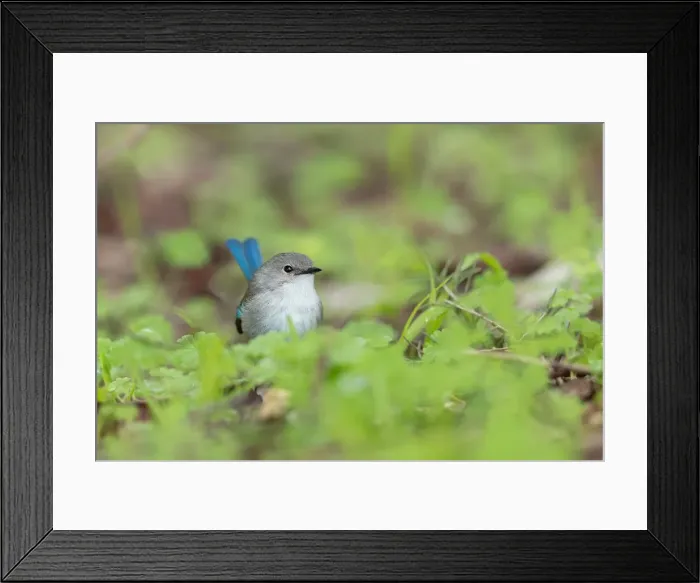 Framed Print : Tiny Splendid Fairy-wren