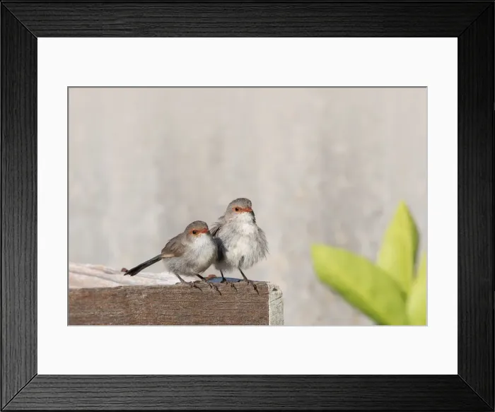 Framed Print : A pair of Fairy-wrens