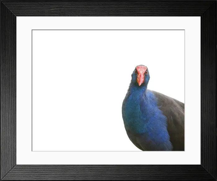 Framed Print : Purple Swamphen