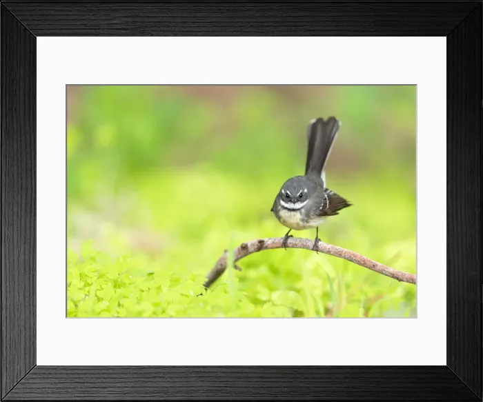 Framed Print : Grey Fantail