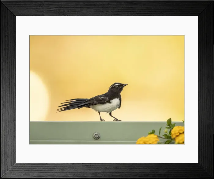 Framed Print : Wagtail. Willie (or Willy). Wagtail (Rhipidura leucophrys) is a passerine