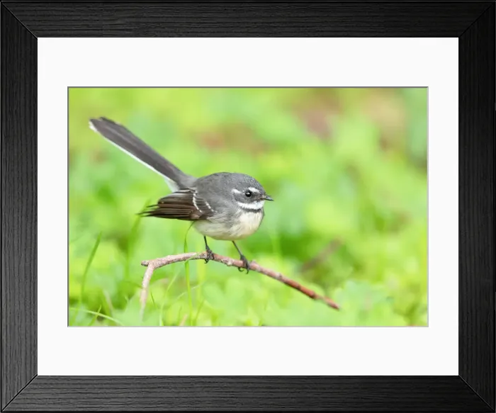Framed Print : Grey Fantail