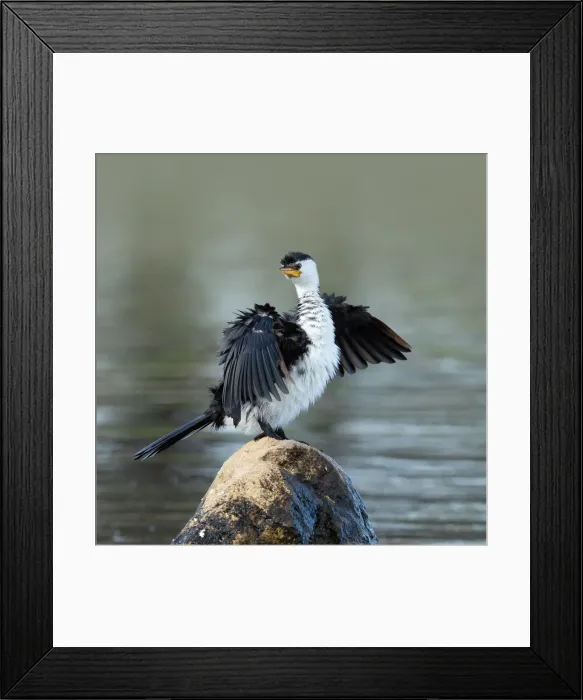 Framed Print : Cormorant drying itself