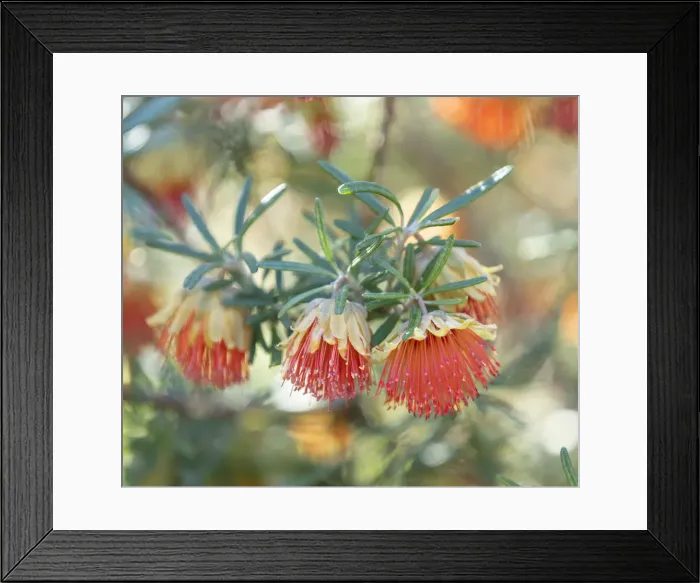 Framed Print : Wildflower