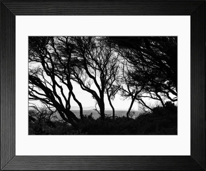 Framed Print : Dark trees Framed Print : Dark trees