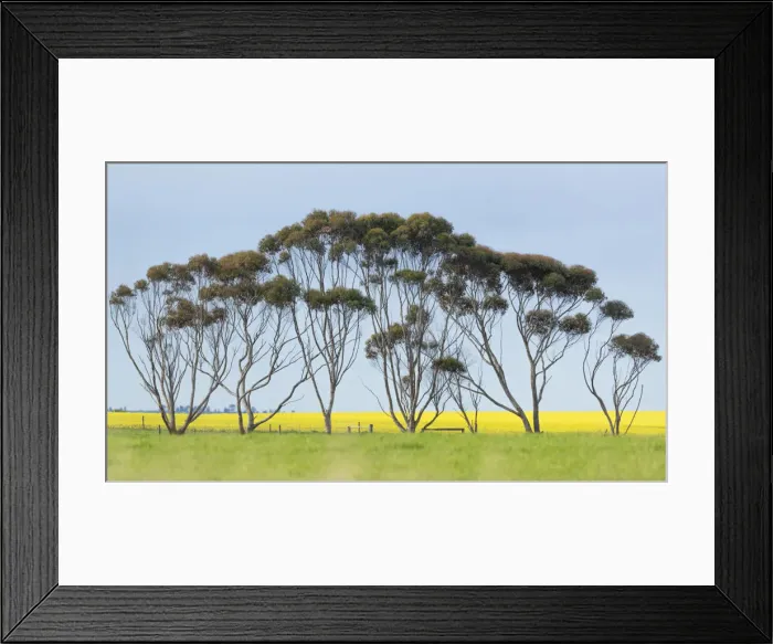 Framed Print : Canola trees
