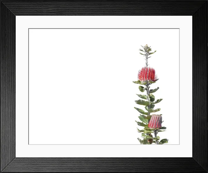 Framed Print : Scarlet banksia Framed Print : Scarlet banksia