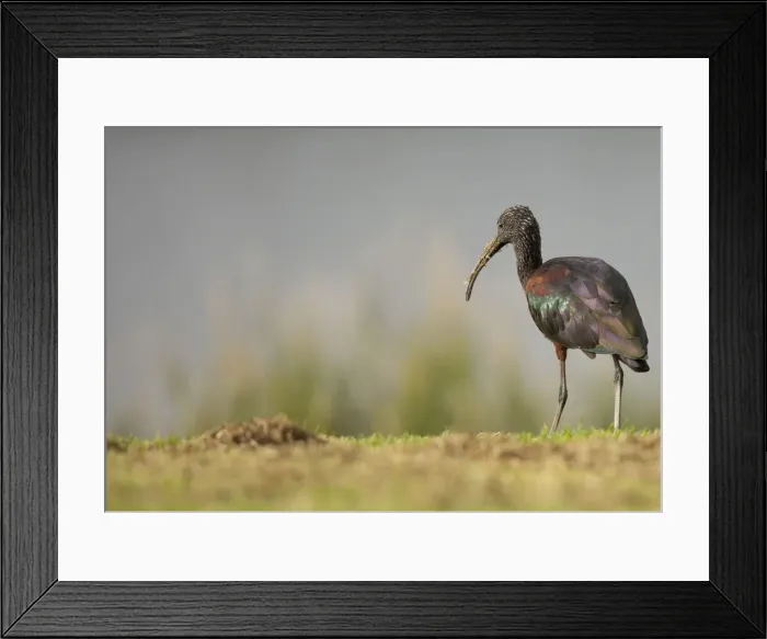 Framed Print : Glossy Ibis