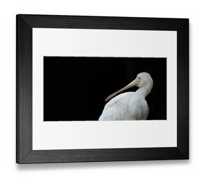 Framed Print : Spoonbill. Yellow-billed Spoonbill (Platalea flavipes) is a wading bird of the ibis Framed Print : Spoonbill. Yellow-billed Spoonbill (Platalea flavipes) is a wading bird of the ibis