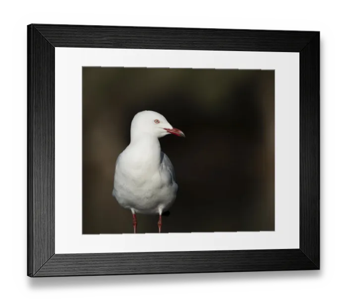 Framed Print : Gull. The silver gull (Chroicocephalus novaehollandiae) is the most common Framed Print : Gull. The silver gull (Chroicocephalus novaehollandiae) is the most common