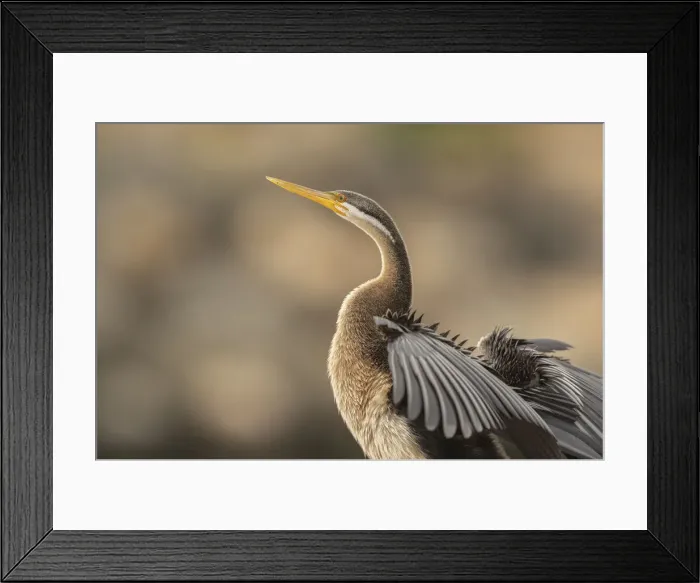 Framed Print : Darter. Female Australasian Darter (Anhinga novaehollandiae) resting on the rocks
