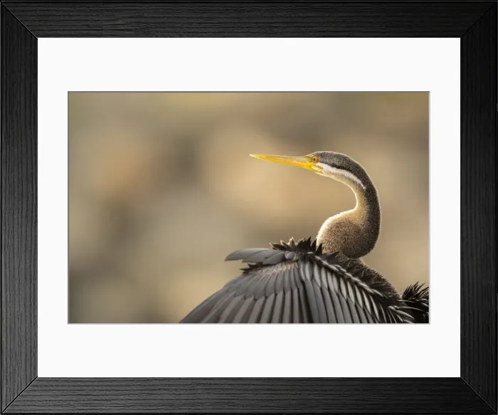 Framed Print : Darter. Female Australasian Darter (Anhinga novaehollandiae) resting on the rocks Framed Print : Darter. Female Australasian Darter (Anhinga novaehollandiae) resting on the rocks
