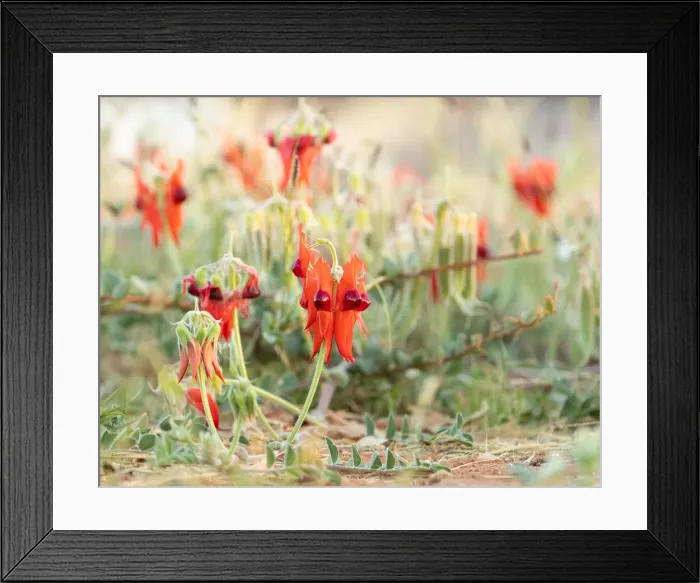 Framed Print : Australian Sturts Desert Pea Framed Print : Australian Sturts Desert Pea