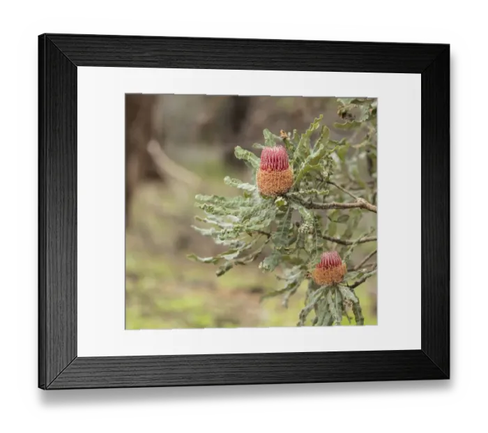 Framed Print : Firewood Banksia Framed Print : Firewood Banksia