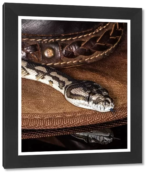 Snake. Carpet python moving around a hat in a studio