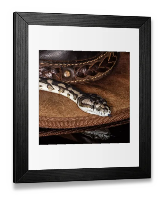 Framed Print : Snake. Carpet python moving around a hat in a studio