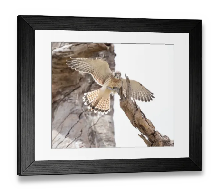Framed Print : Nankeen Kestrel