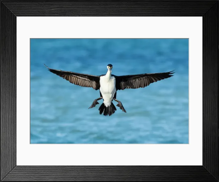 Framed Print : Landing. Australian pied cormorant (Phalacrocorax varius) is a medium-sized