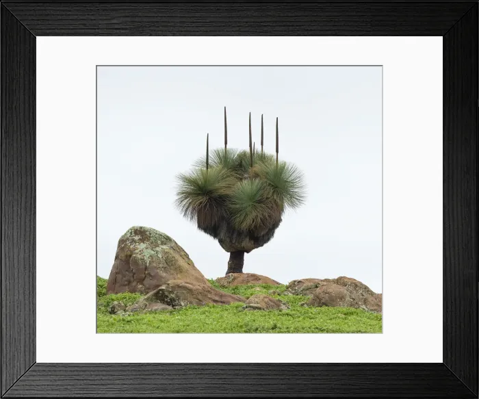 Framed Print : Flower spikes