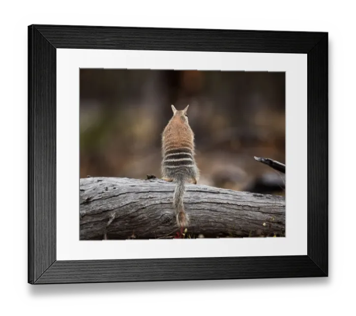 Framed Print : Numbat. Endangered species (Myrmecobius fasciatus), diet consists mainly of termites Framed Print : Numbat. Endangered species (Myrmecobius fasciatus), diet consists mainly of termites