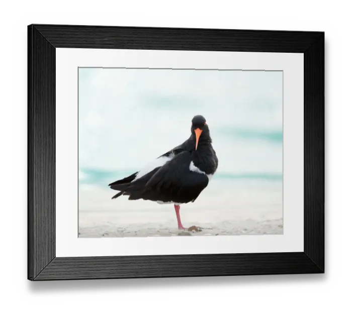 Framed Print : Pied Oystercatcher Framed Print : Pied Oystercatcher