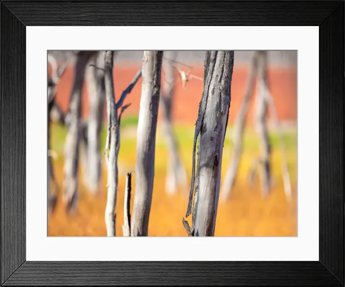 Framed Print : Colour of Nature