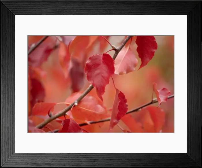 Framed Print : Autumn colours