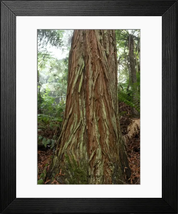 Framed Print : Badger Weir forest