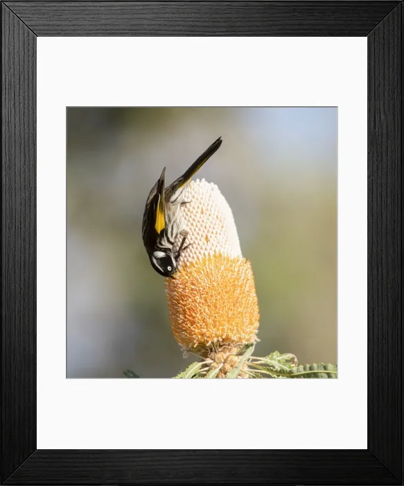 Framed Print : Honeyeater on banksia Framed Print : Honeyeater on banksia