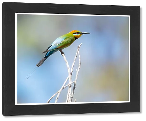 Perched. The Rainbow Bee-eater male (Merops ornatus) has long, slender streamers