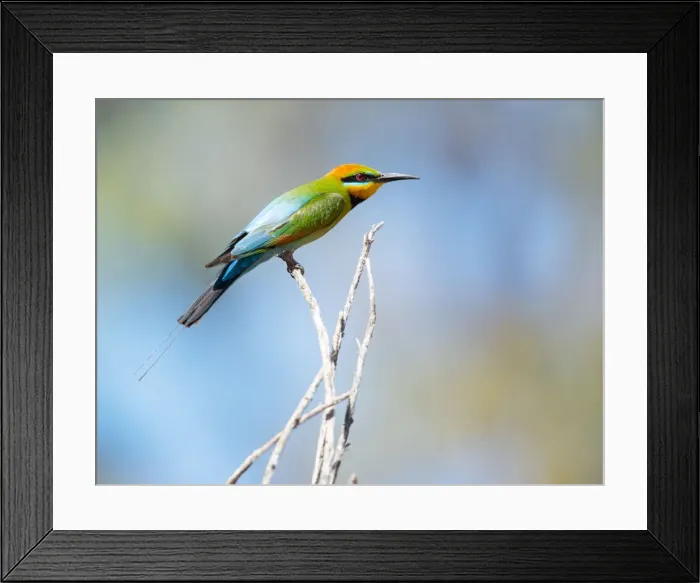 Framed Print : Perched. The Rainbow Bee-eater male (Merops ornatus) has long, slender streamers Framed Print : Perched. The Rainbow Bee-eater male (Merops ornatus) has long, slender streamers