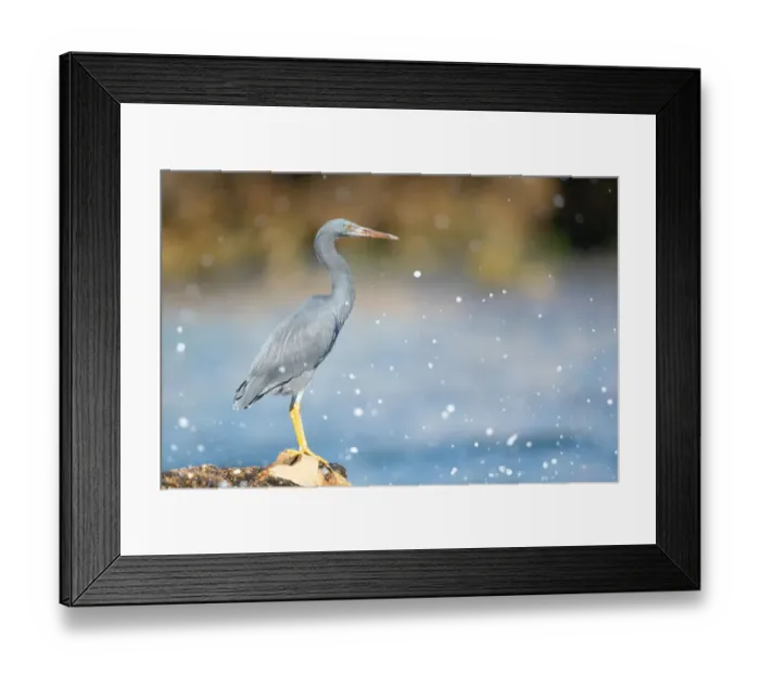 Framed Print : Eastern Reef Egret Framed Print : Eastern Reef Egret