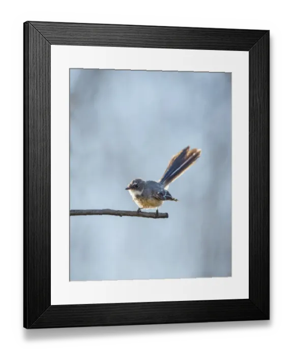Framed Print : Grey Fantail on a branch Framed Print : Grey Fantail on a branch