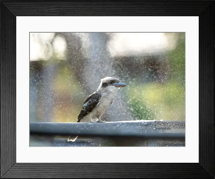 Framed Print : Kookaburra enjoying a sprinkler spray on a hot day Framed Print : Kookaburra enjoying a sprinkler spray on a hot day