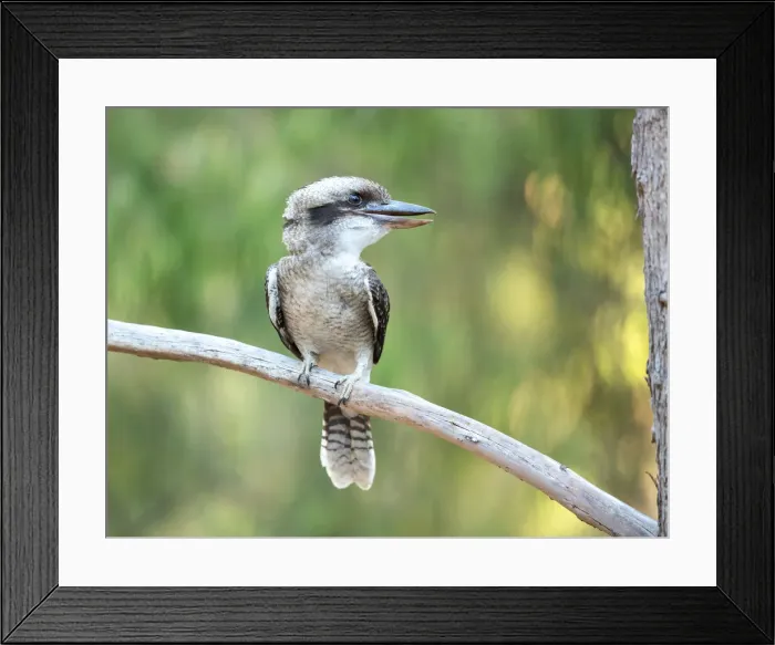 Framed Print : Laughing Kookaburra in a tree