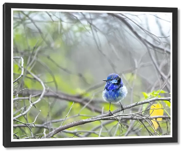 Blue. The Splendid Fairy-wren (Malurus splendens) is a passerine bird in