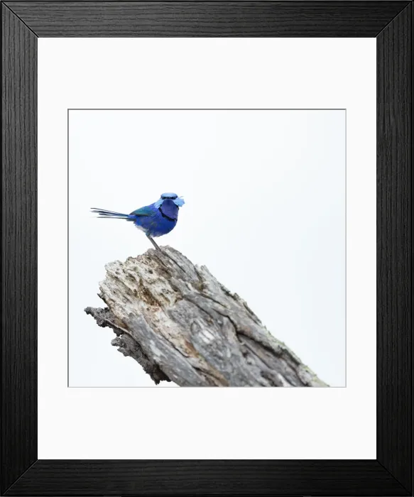 Framed Print : Splendid Fairy-wren male