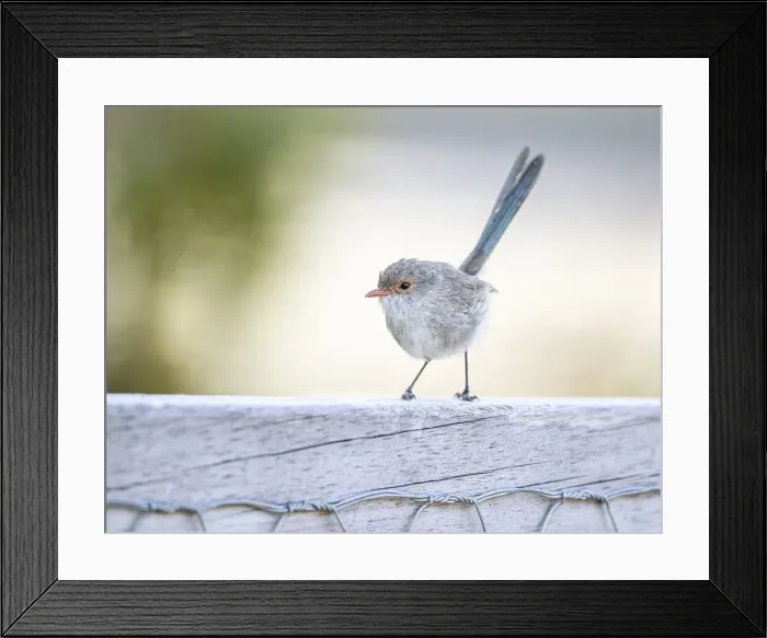 Framed Print : Tiny Wren. Splendid Fairy-wren (Malurus splendens)