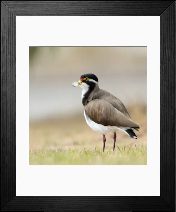 Framed Print : Banded Lapwing