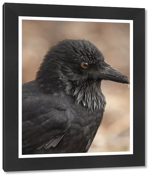 Young Australian Raven