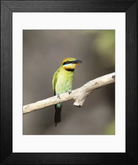 Framed Print : Rainbow Bee-eater Framed Print : Rainbow Bee-eater