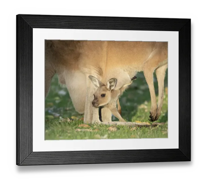 Framed Print : Curious Joey Framed Print : Curious Joey