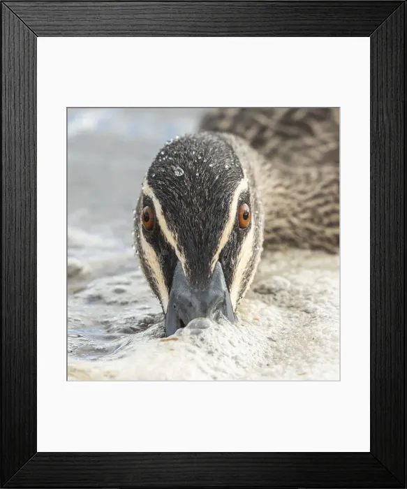 Framed Print : Looking at You Framed Print : Looking at You