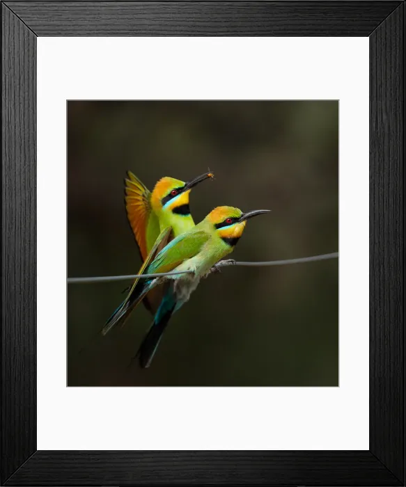 Framed Print : Rainbow Bee-eater