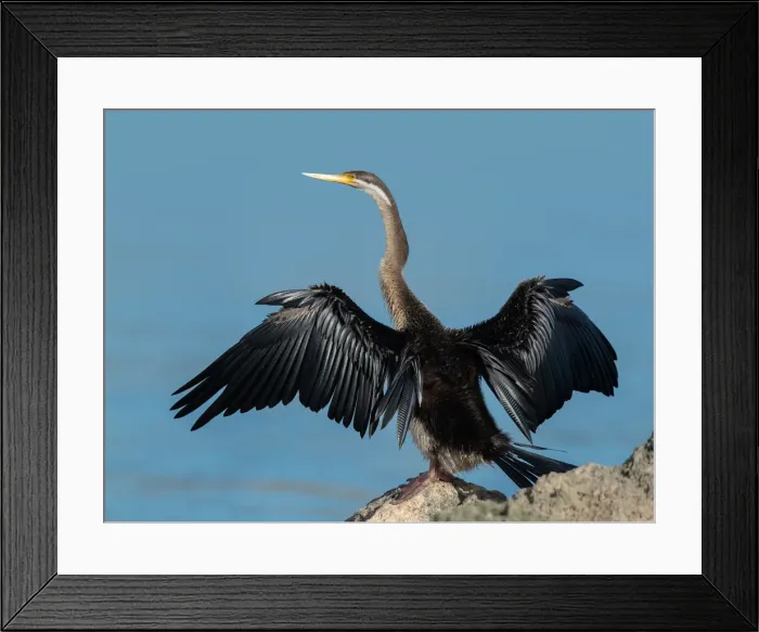 Framed Print : Drying off Framed Print : Drying off